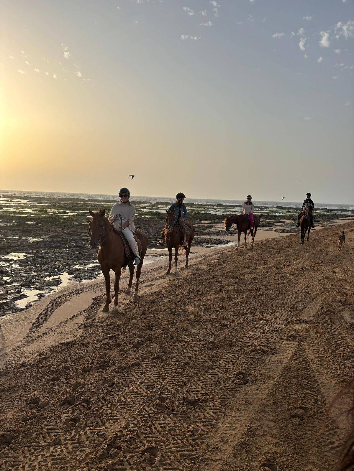 Full day beach horse adventure